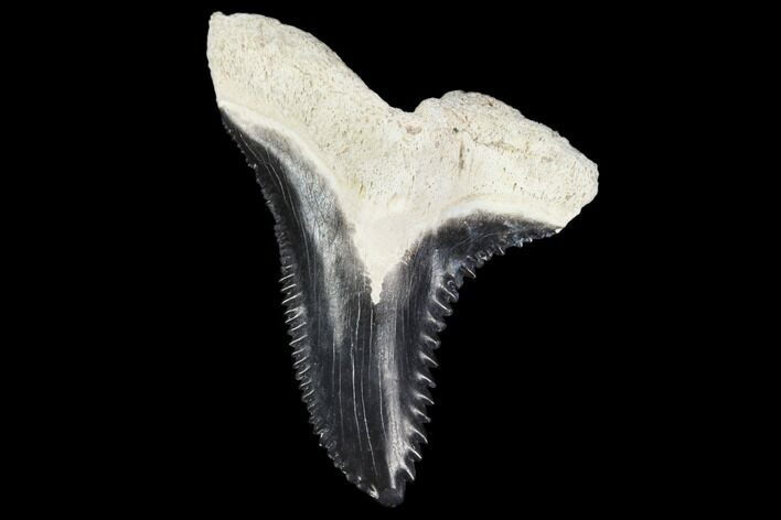 Huge, Fossil Shark Tooth (Hemipristis) - Bone Valley, Florida #113847